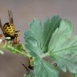 ����: �������