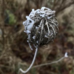 ����: ���������