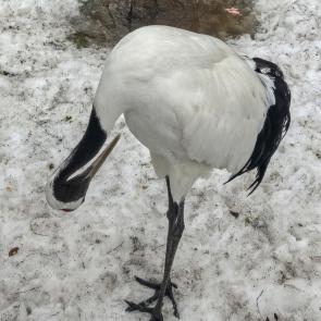 ����: �������� �������� 