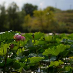 ����: �����