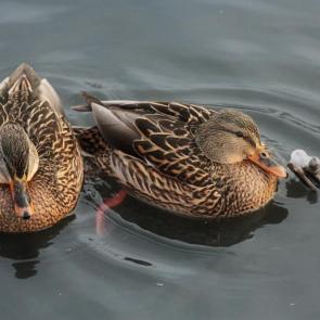 ����� � ������