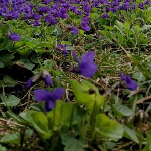 ������������ �����