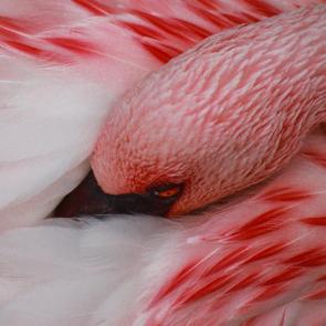 ������ �����