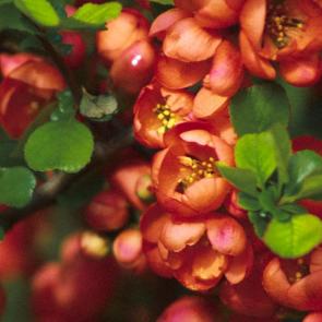 ����: 