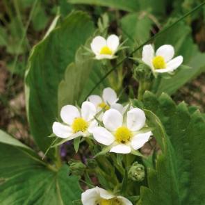 ����: ������ ��������� 