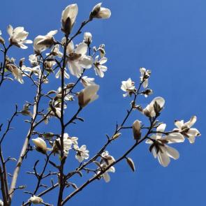 ����: ��������