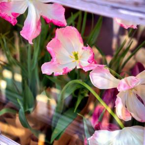 ����: �� �������