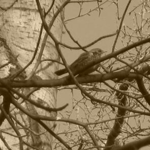 ����: �� ����� �����-��������