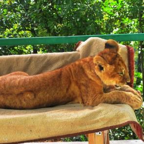 ����: �������� ���� ����� �������