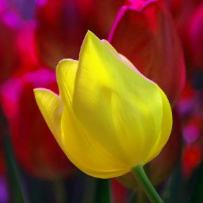 ����: Ƹ���� �� ���� �������