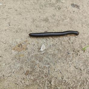 ����: ��������