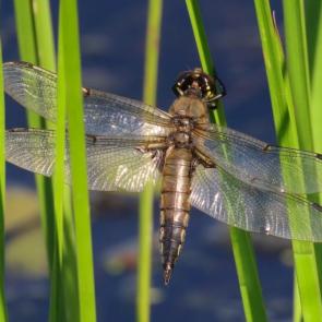 ����: �������� �������