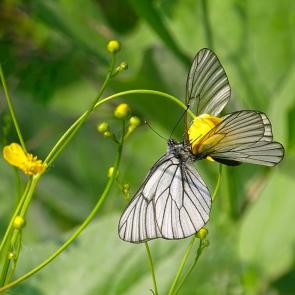 ����: ����������