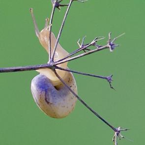 ���� ��������: ������