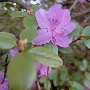 ����: ����������� 