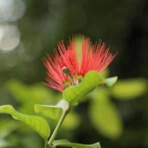 ���� ��������: �������