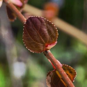 ���� ��������: 