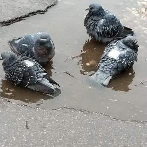 ����: �������� ���������. ������