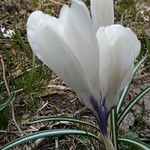 ���� ��������: ������