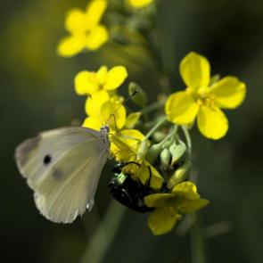 ����: ������ ���