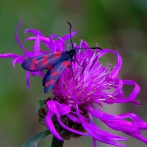 ����: ���������