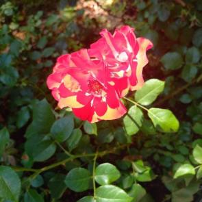 ����: ����