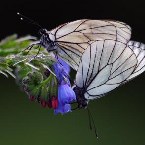 ����: ��� �������