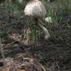 ����: ���� 