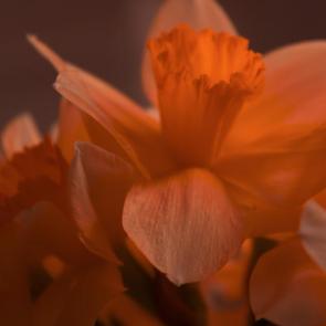 ���� ��������: �������