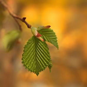 ����: ����� �����. 