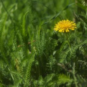 ���� ��������: ���� ��� ����������