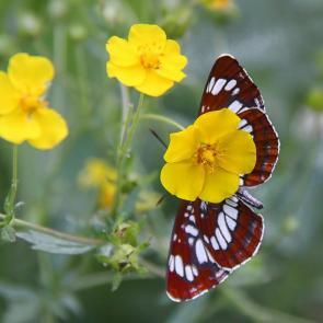 ����: �������� � ������. 