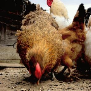 ����� � ������