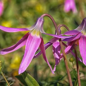 ���� ��������: ��� ��������.