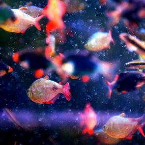 ��� ������������ ��������