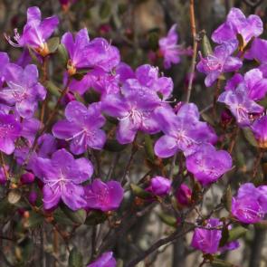 ����� ����� �������