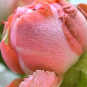 ����: �������� ������