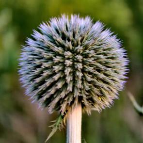 ����: ��������