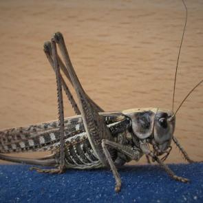 ����: ��������