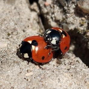 ����: ��������....