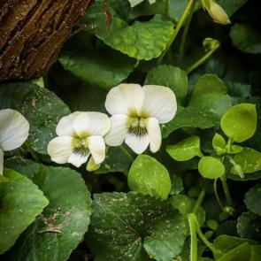 ���� ��������: 