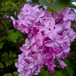 ���� ��������: ������. ������