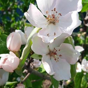 ���� ��������: ���� 