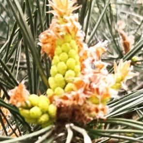 ���� ��������: ������ �����