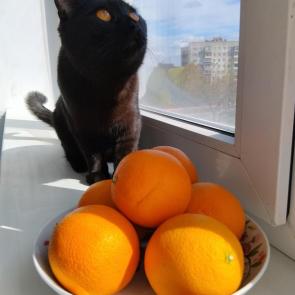 ����: ���� ���������