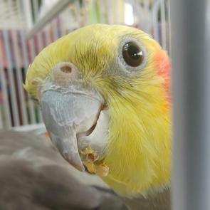 ������ �����