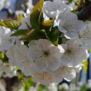 ����: ������� ���������