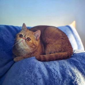 ����: ����� ������