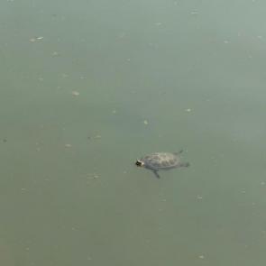 ����: ��������