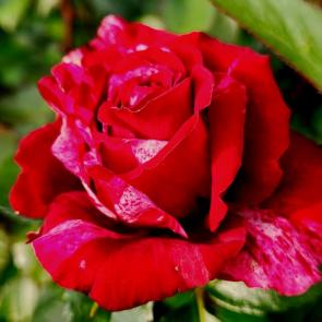 ���� ��������: 